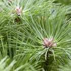 Pinus nigra 'Brepo' - Pot 5L